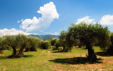 Olive grove in the resort of Roda on the island of Corfu in Greece. - obrazy, fototapety, plakaty