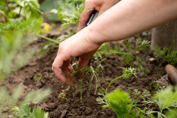 Work in the garden. Weed the grass with a tool