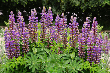 Obraz premium Flowering lupine in a flowerbed in the park
