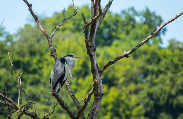 great heron sitting in a tree in luxembourg