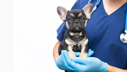 Cropped image of handsome male veterinarian doctor with stethoscope holding cute funny French...