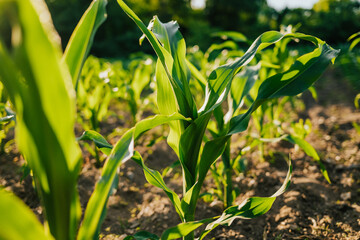 Obraz premium Young fresh green plants corn growing on farmland or field. Fertile black rich soil, chernozem. Maize view on golden hour, sunny rays background. Agriculture, vegetable, organic, cultivation.