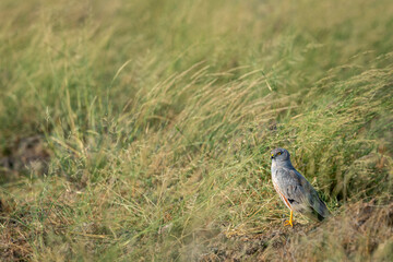 Montagu harrier male or Circus pygargus bird ground perched in natural green grass or meadow during winter migration at tal chhapar sanctuary churu rajasthan india asia