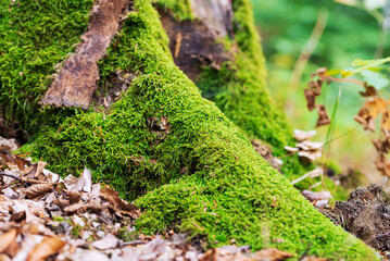 Autumn macro landscape with moss and leaf