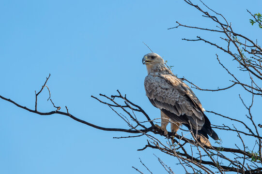 Long legged buzzard or Buteo rufinus bird of prey portrait perched on branch of a tree during winter migration at forest of india asia