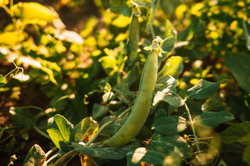Ripe fresh green plants of peas growing on farmland or field. Pea pod on fertile black rich soil, chernozem. Agriculture, vegetable, organic, cultivation.