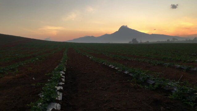 4k, Watermelon farming area in the south of Thailand, Watermelon farm, Watermelon field in sunray, Sun beam, Sun flar