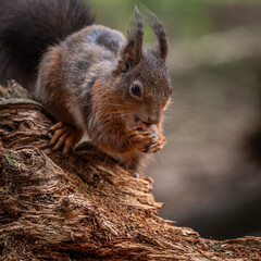 A Red Squirrel sitting on tree branch with a nut in the Queen Elizabeth Forest in Scotland