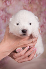 White fluffy small Samoyed puppy dog on hands