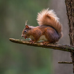 Naklejka na ściany i meble A backlight Red Squirrel sitting on tree branch in the Queen Elizabeth Forest in Scotland