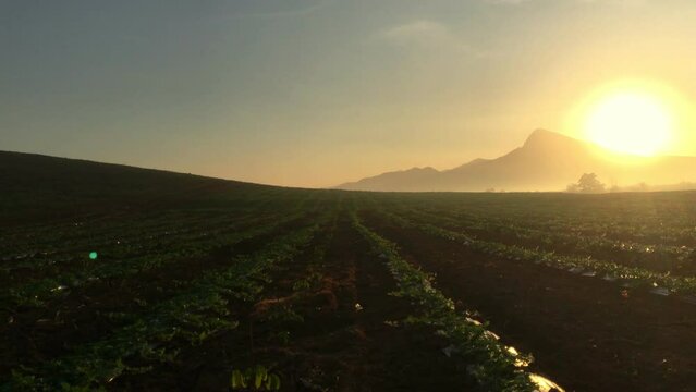 4k, Watermelon farming area in the south of Thailand, Watermelon farm, Watermelon field in sunray, Sun beam, Sun flar