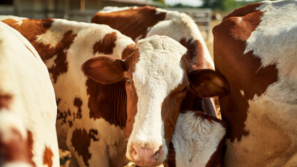 Herd of milk cows grazing in paddock on farm
