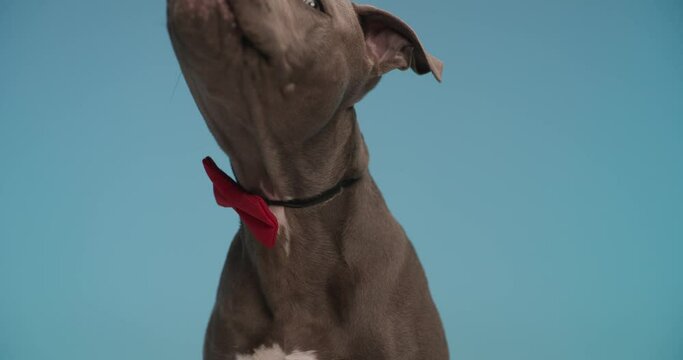 gentleman American Staffordshire terrier puppy wearing red bowtie around neck, looking up, sticking out tongue and licking nose on blue background
