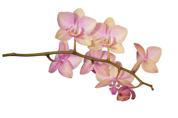 Beautiful Phalaenopsis orchid flowers isolated on white