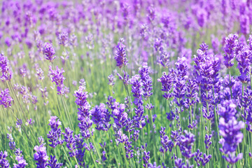 Obraz premium Lavender flowers in purple-pink light. A field with flowers. Summer sunny background. Beauty in nature.