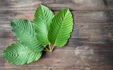 Fresh kratom leaves from above Mitragyna  put on a old wooden table With left copy space.