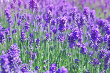 Naklejka premium Lavender flowers in purple-pink light. A field with flowers. Summer sunny background. Beauty in nature.