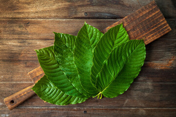 FreshFresh kratom leaves from above Mitragyna  put on a old wooden table With left copy space.