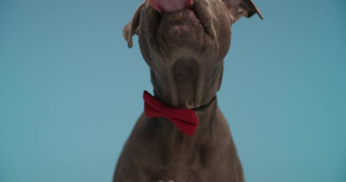 hungry little amstaff puppy with bowtie sticking out tongue and licking nose in front of blue background in studio