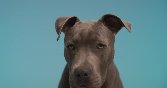 slowmotion video of cute American Staffordshire terrier dog with tongue out licking nose and sitting in front of blue background
