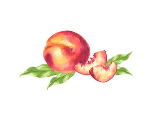 Fototapeta na wymiar Peaches. botanical illustration in watercolor.