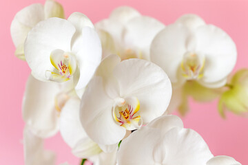Blossoming phalaenopsis orchid against pastel pink colored background, macro closeup