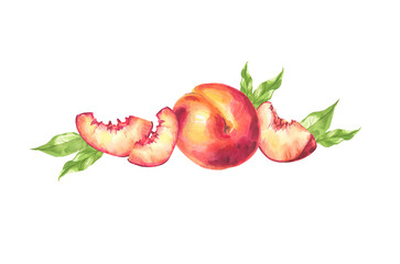 Fototapeta na wymiar Peaches. botanical illustration in watercolor.
