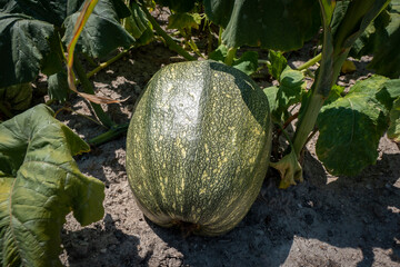 Abóbora na horta em fase de crescimento