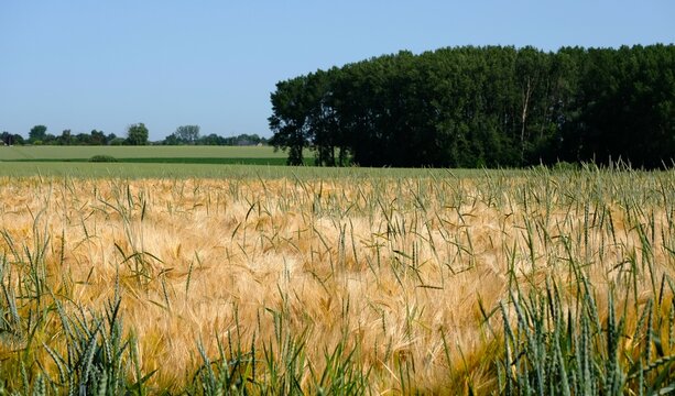 Paysage agricole de la campagne namuroise en &eacute;t&eacute;, avec un champ c&eacute;r&eacute;alier &agrave; l'avant-plan et des prairies, ainsi qu'un bosquet &agrave; l'arri&egrave;re-plan