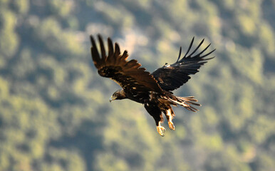 aguila imperial en la montaña