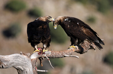 aguila imperial en la montaña