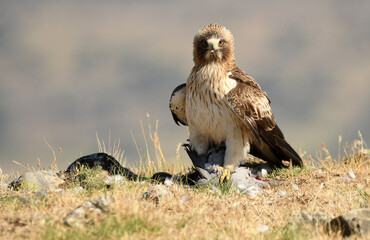 aguila calzada con una presa en el campo