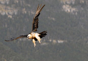 quebrantahuesos en vuelo en el pirineo