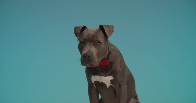 elegant American Staffordshire terrier dog with red bowtie around neck sitting in front of blue background and walking away