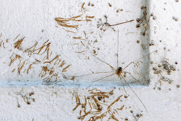 Harvest spider, centipede spider Pholcidae wall dry ivy
