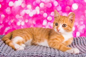 Playful and funny cute red kitten on pink background