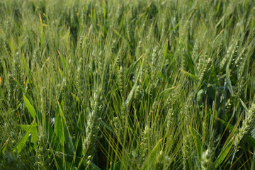 Macro close up of fresh young ears of young green wheat in spring summer field. Free space for text. Agriculture scene