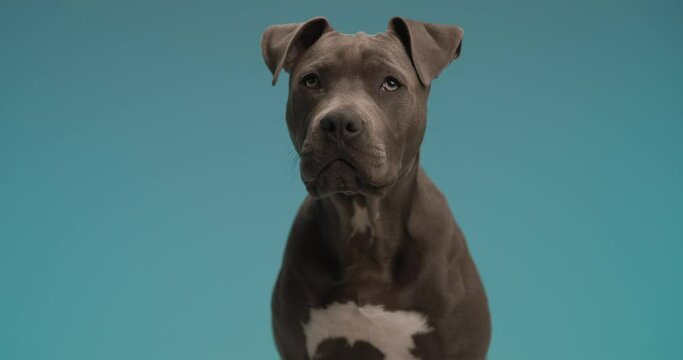 project video of curious amstaff dog in front of blue background looking up, barking and jumping in studio