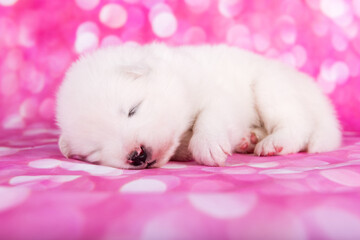 White fluffy small Samoyed puppy dog on pink background