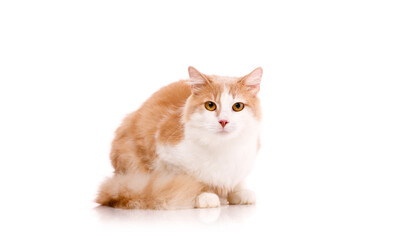 Obraz premium Beautiful cat sits on a white background and looks at the camera with yellow eyes.