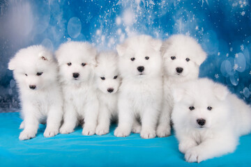 White six fluffy small Samoyed puppies dogs are sitting on blue blanket