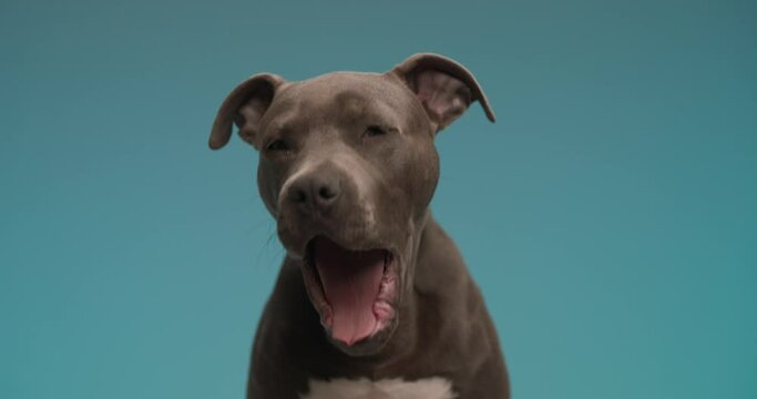 tired amstaff doggy yawning and starting to bark while looking up in a curious manner in front of blue background in studio