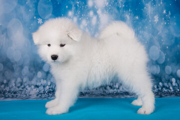 White fluffy small Samoyed puppy dog is standing on blue blanket