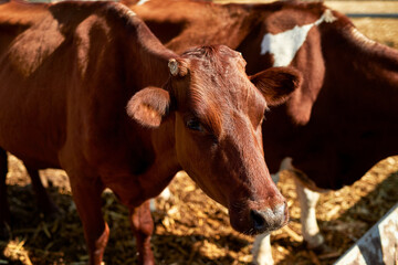 Herd of domestic cows grazing in paddock on farm