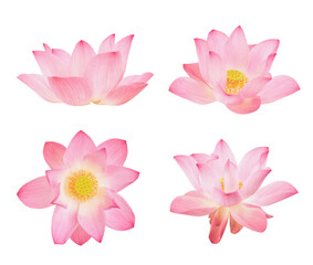 Pink lotus isolated on white background with clipping path.