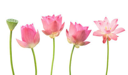 Pink lotus isolated on white background with clipping path.