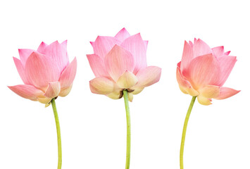 Obraz na płótnie Canvas Pink lotus isolated on white background with clipping path.