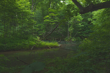 青森 奥入瀬渓流