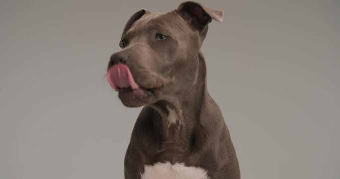 cute American Staffordshire terrier dog in front of grey background sticking out tongue and licking nose 
