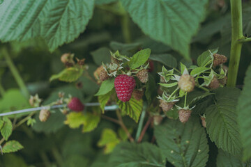 Raspberries grow on the farm
